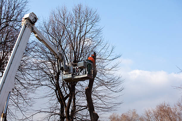 Reliable Clarkston Heights Vineland, WA Tree Removal Services Solutions